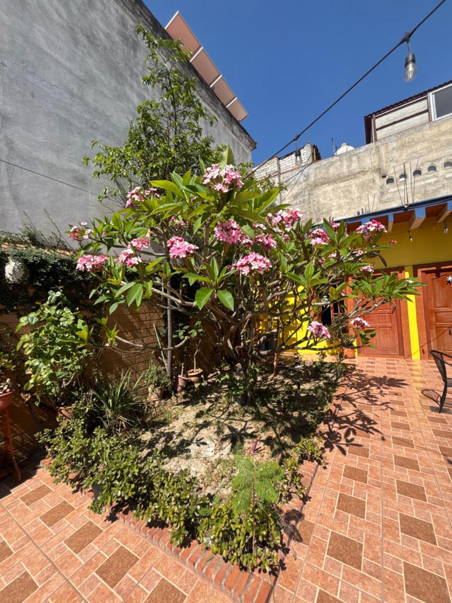 Hotel Posada "Mi Rosita" Oaxaca Экстерьер фото